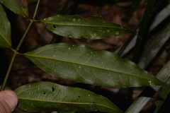 Cinnamomum virens