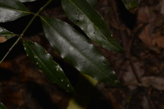 Cinnamomum virens
