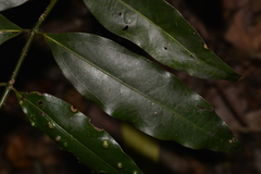 Cinnamomum virens