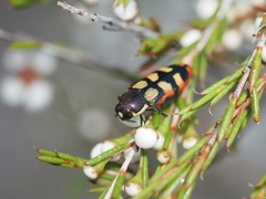 Castiarina pallidiventris