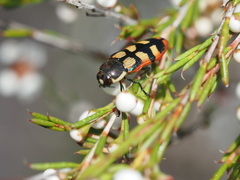 Castiarina pallidiventris