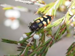 Castiarina pallidiventris