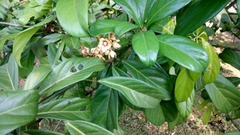 Cola nitida