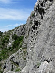 Achillea ageratifolia