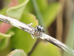 Maratus albus