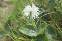 Clematis integrifolia