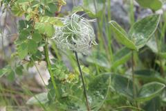 Clematis integrifolia