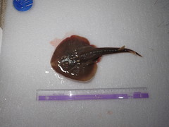 Platyrhina tangi