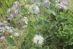 Clematis integrifolia