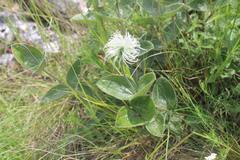 Clematis integrifolia