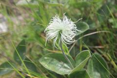 Clematis integrifolia