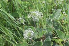 Clematis integrifolia