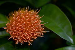 Stifftia chrysantha