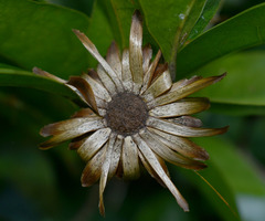 Stifftia chrysantha