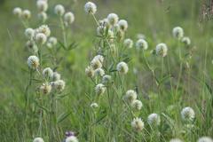 Trifolium montanum