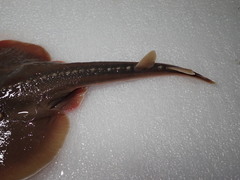 Platyrhina tangi