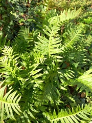 Polypodium