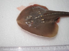 Platyrhina tangi