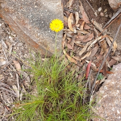 Leucochrysum graminifolium