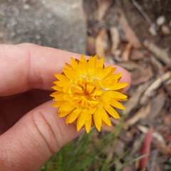 Leucochrysum graminifolium
