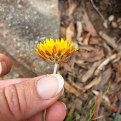 Leucochrysum graminifolium