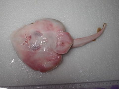 Platyrhina tangi