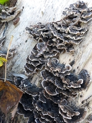 Trametes versicolor