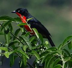 Laniarius erythrogaster
