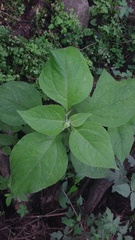 Greenmaniella resinosa