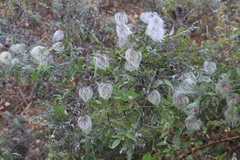 Clematis serratifolia