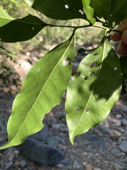 Cryptocarya bidwillii