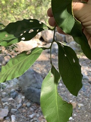 Cryptocarya bidwillii