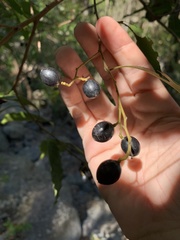 Cryptocarya bidwillii