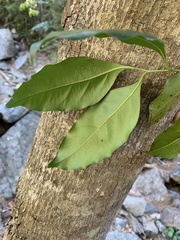 Cryptocarya bidwillii