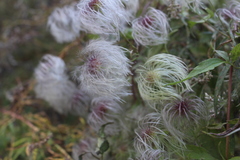 Clematis serratifolia
