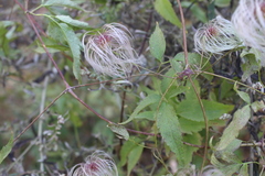Clematis serratifolia
