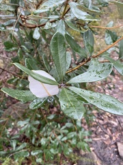 Banksia saxicola