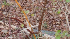 Aurantioporthe corni