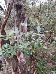 Banksia saxicola