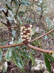 Banksia saxicola