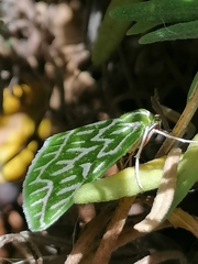 Dichroma equestralis