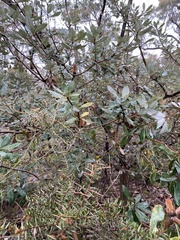 Banksia saxicola