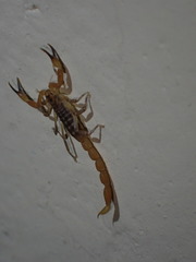 Pseudolychas ochraceus