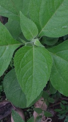 Greenmaniella resinosa