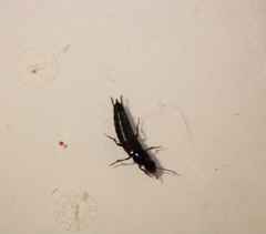 Quedius simplicifrons