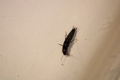 Quedius simplicifrons