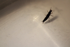 Quedius simplicifrons