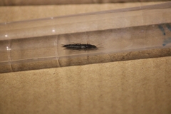 Quedius simplicifrons