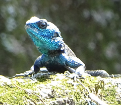 Acanthocercus atricollis
