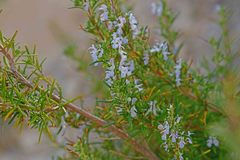 Salvia rosmarinus